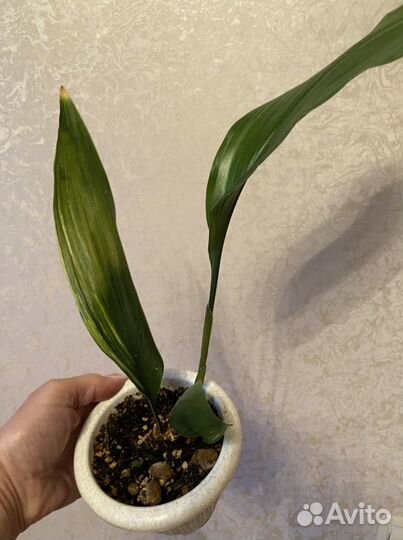 Аспидистра вариегатная