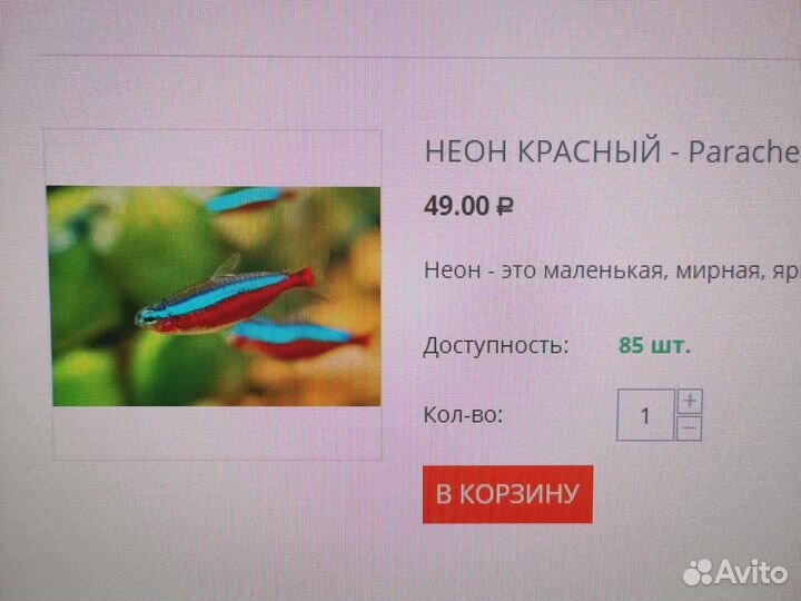 Аквариумные рыбки неоны голубые красные черные