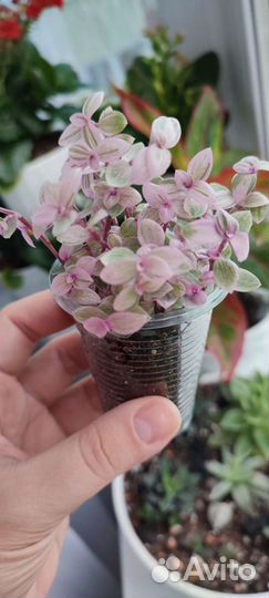 Каллизия розовая пантера