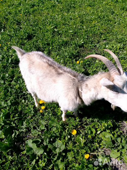 Козы и козлята без торга