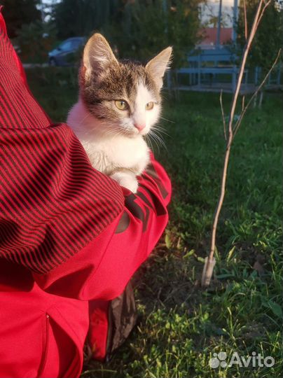 Кошечка в добрые руки