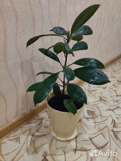 Фикус каучуконосный