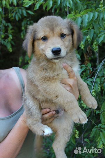 Щенки красавцы