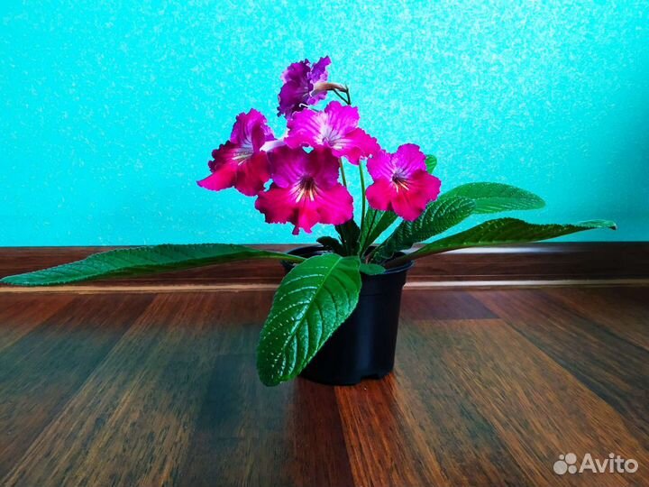 Цветущие стрептокарпусы