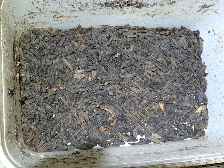 Яйцо, личинки, черной львинки