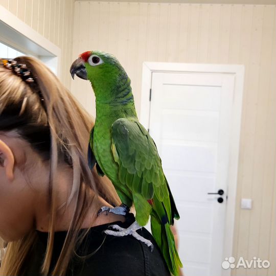 Амазон краснолобый с клеткой