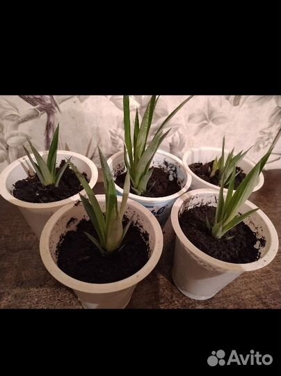 Детки ананаса