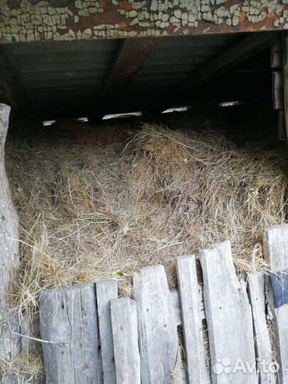 Продам сено