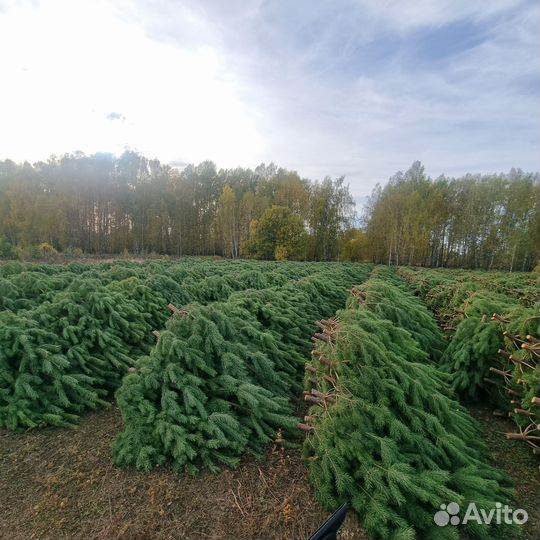 Свежие сосны оптом от производителя в Санкт-Петерб