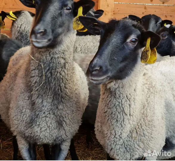 Овцы бараны ягнята ярки