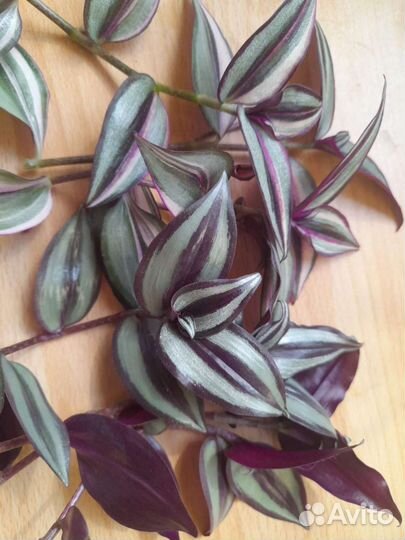 Традесканция, ахризон, хатиора