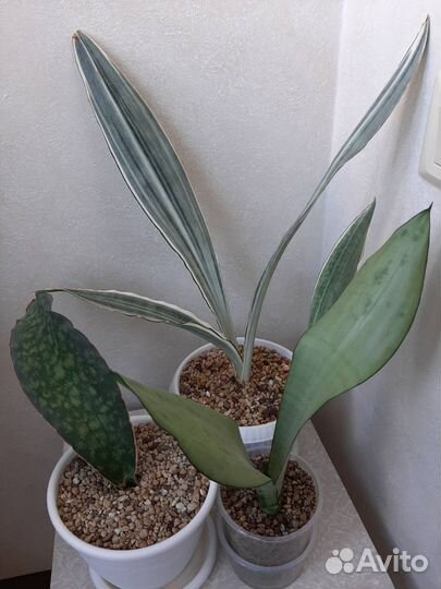 Сансевиерии