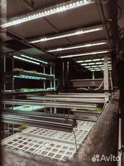 Оборудование для бизнеса на зелени и микрозелени