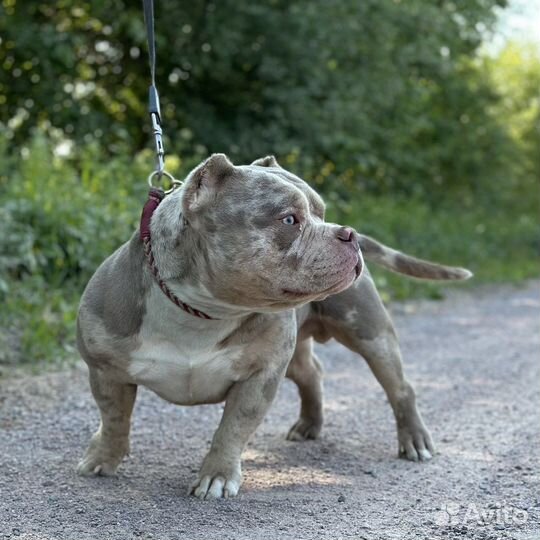 Кобели американского булли для вязки