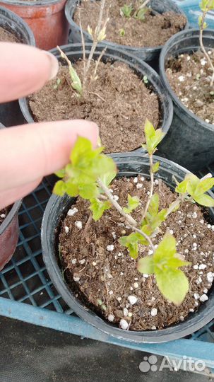 Вейгела саженцы