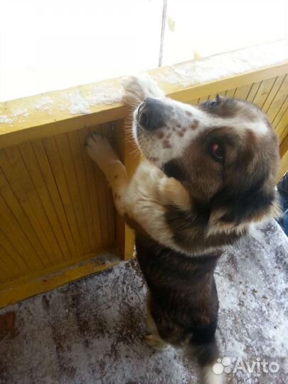 Собака в добрые руки Алабай