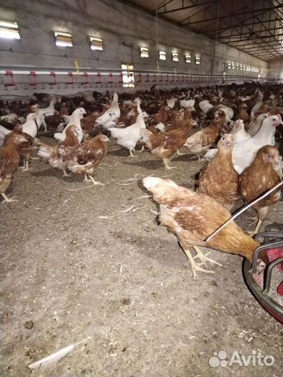 Куры несушки Ломан Браун