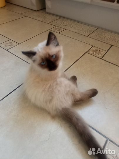 Котёнок породы 