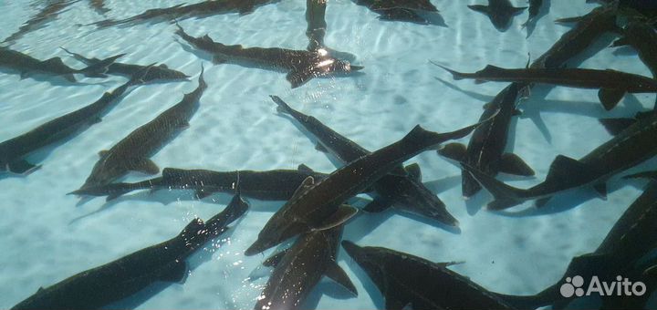 Царская рыба