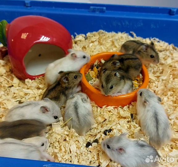 Джунгарские хомячки