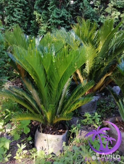 Пальма Цикас большая