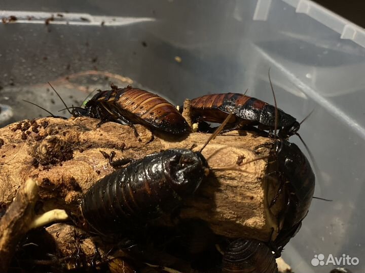 Мадагаскарские тараканы