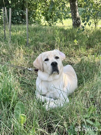 Собака лабрадор 10 месяцев бронь