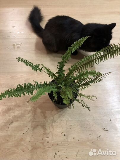 Папоротник