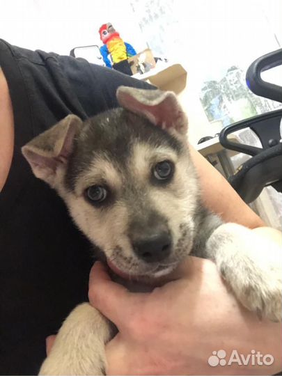 Сибирский хаски