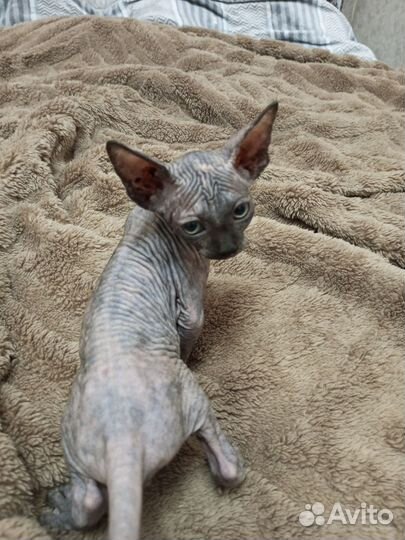 Кошки сфинкс