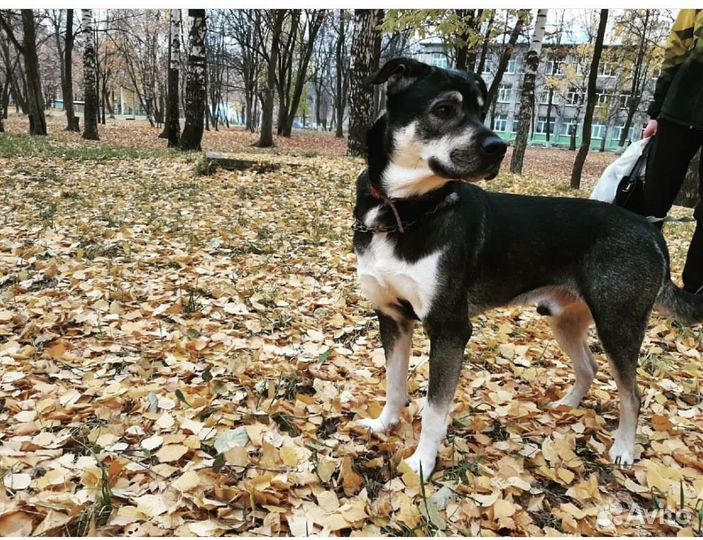 Собака в добрые руки даром