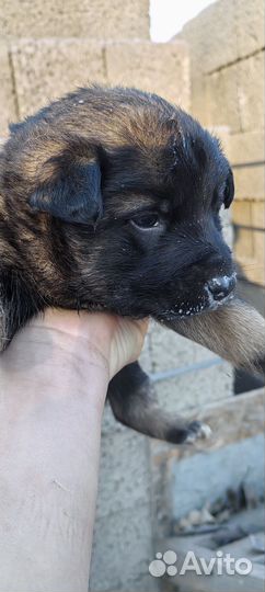 Щенки в Добрые руки