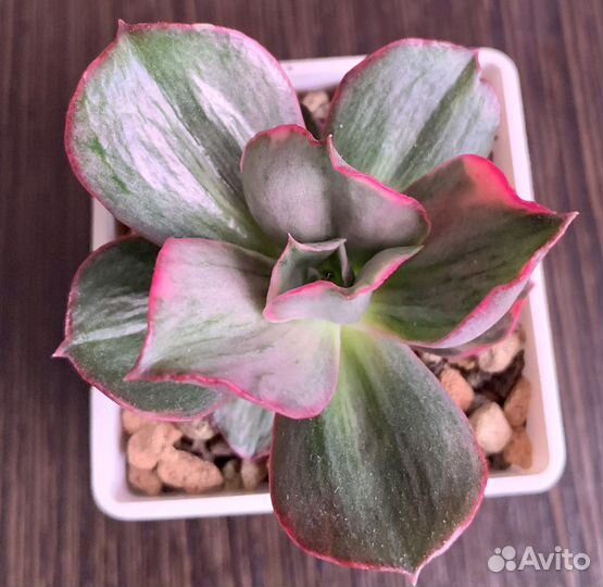 Echeveria Minigosaong Variegata