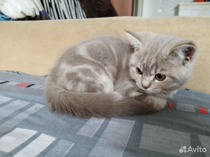 Британские котята