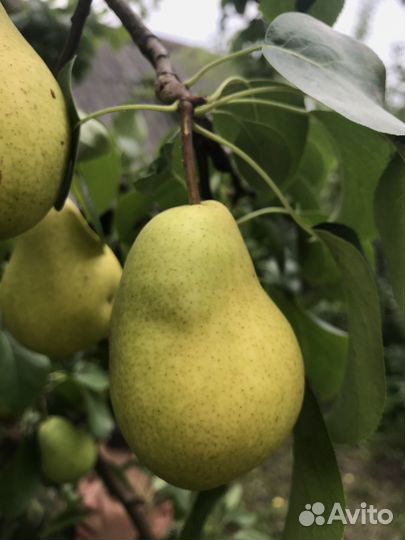 Груша