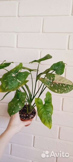 Сингониум Pink Neon и Pink splesh allusion