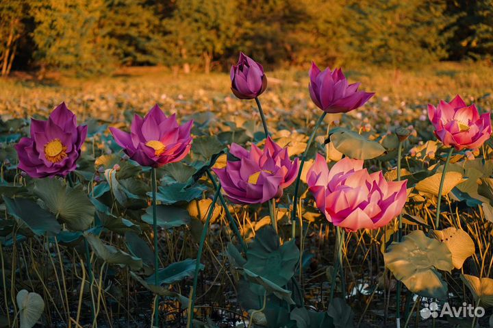 Большие цветы, декор, фотозоны, аренда, продажа