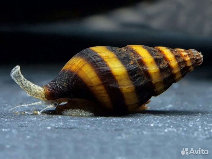 Улитка Хелена хищник, есть улиток