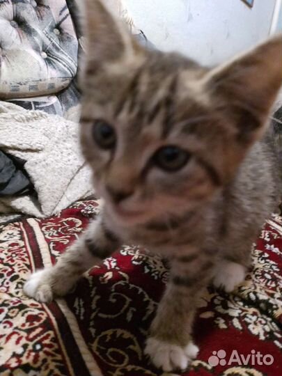 Кошка в добрые руки