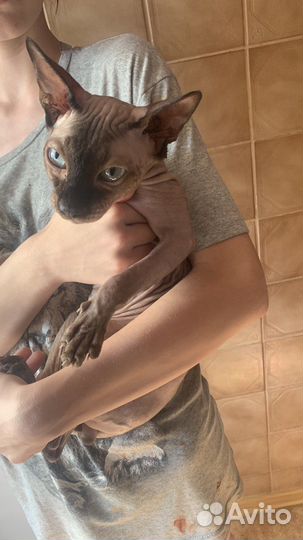 Продам сфинкса