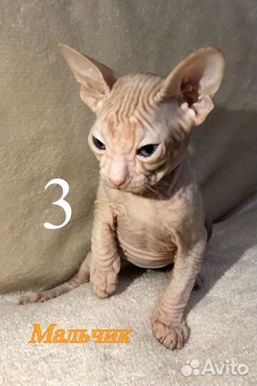Донской сфинкс котята