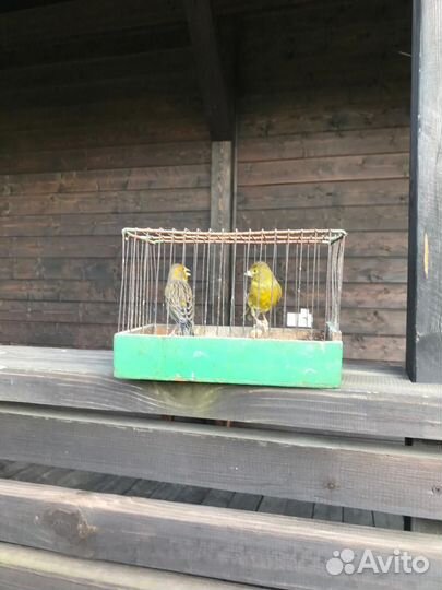 Самка канарейки