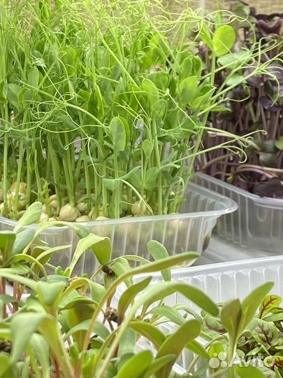 Микрозелень, мята, базилик