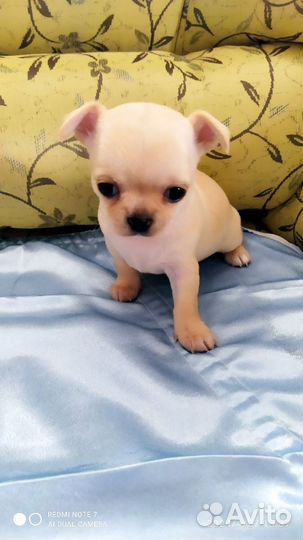 Щенки чихуахуа