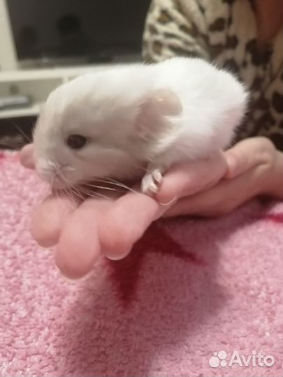 Шиншилла мальчик/девочка 3 месяца