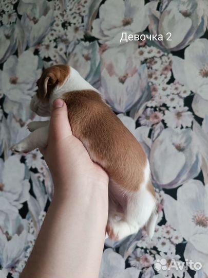 Щенки Джек Рассел Терьер