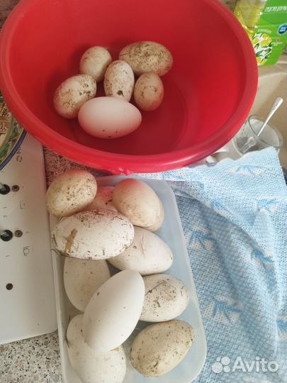 Инкубационные яйцо гусей, индоуток