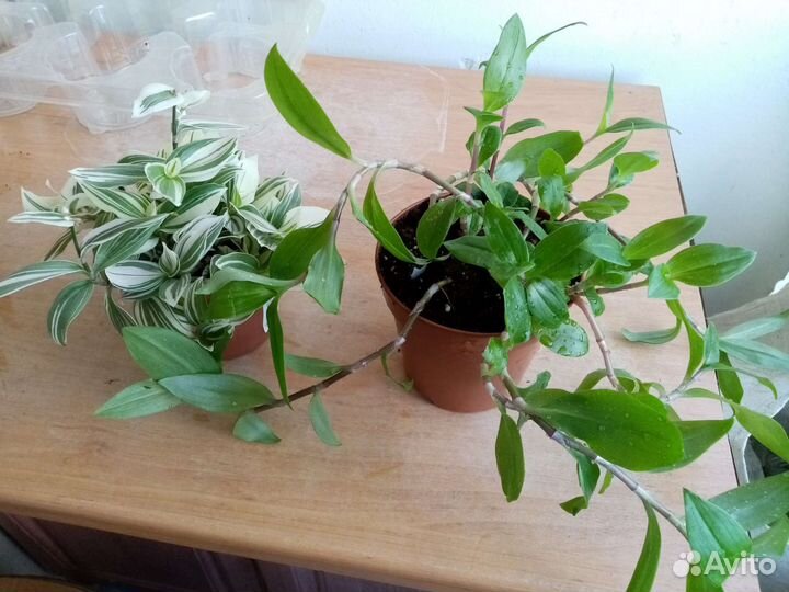 Комнатные растения