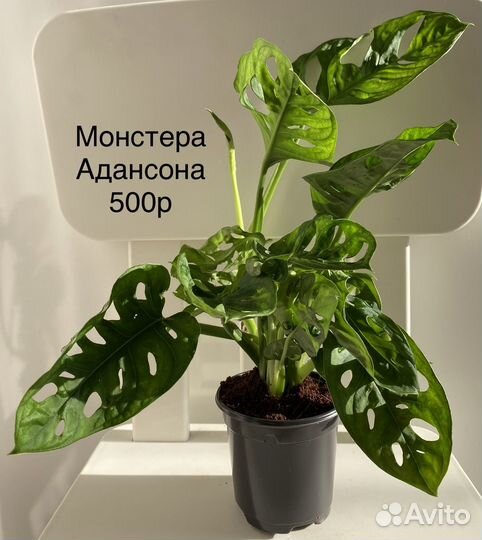 Монстера Адансона