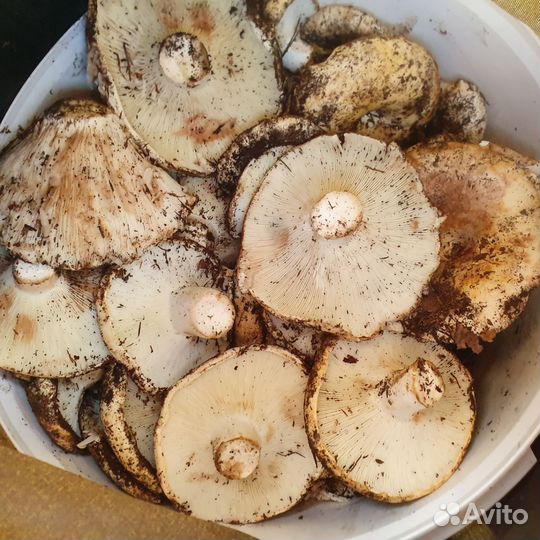 Грузди свежие